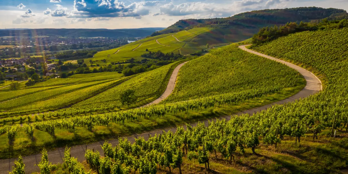bay area wine tasting tour